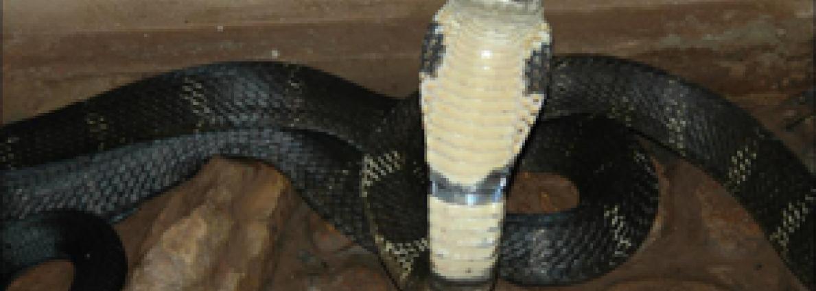 sanke species