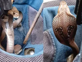 cobra