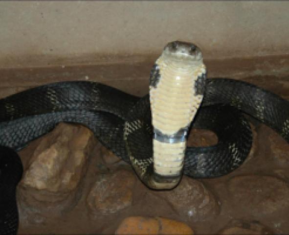 sanke species
